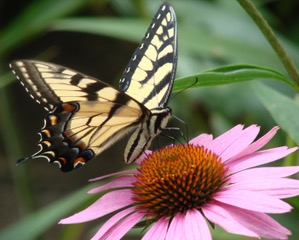 Pollinator Pathway Lecture Series