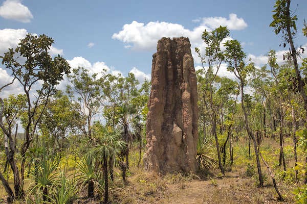Termite Hill--Animal Architects